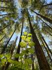 Washington, Olympic Peninsula. Upward view of plant leaves and tall trees. Art Print